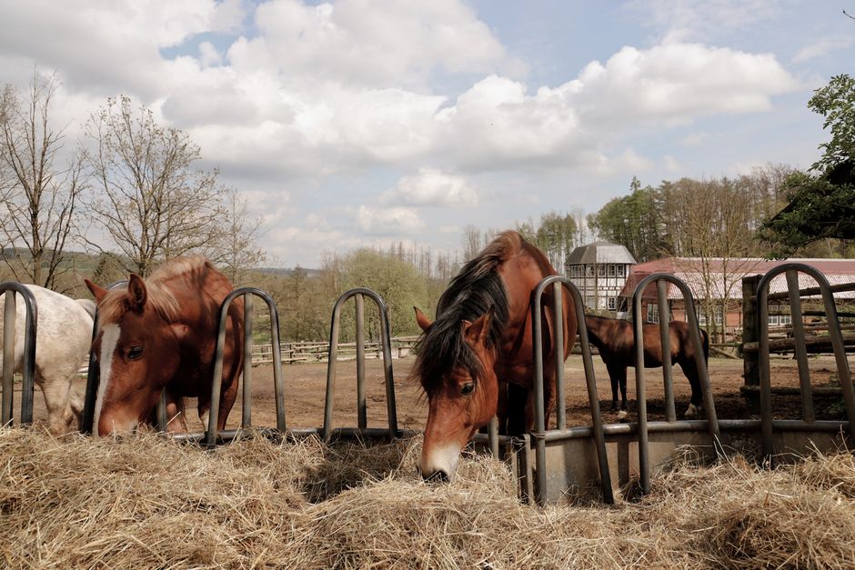 Pension pour chevaux à Afa — à propos