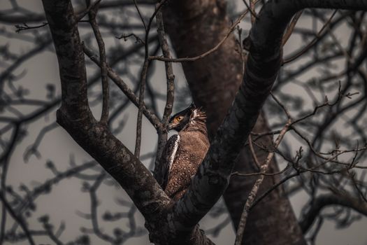 owl photo