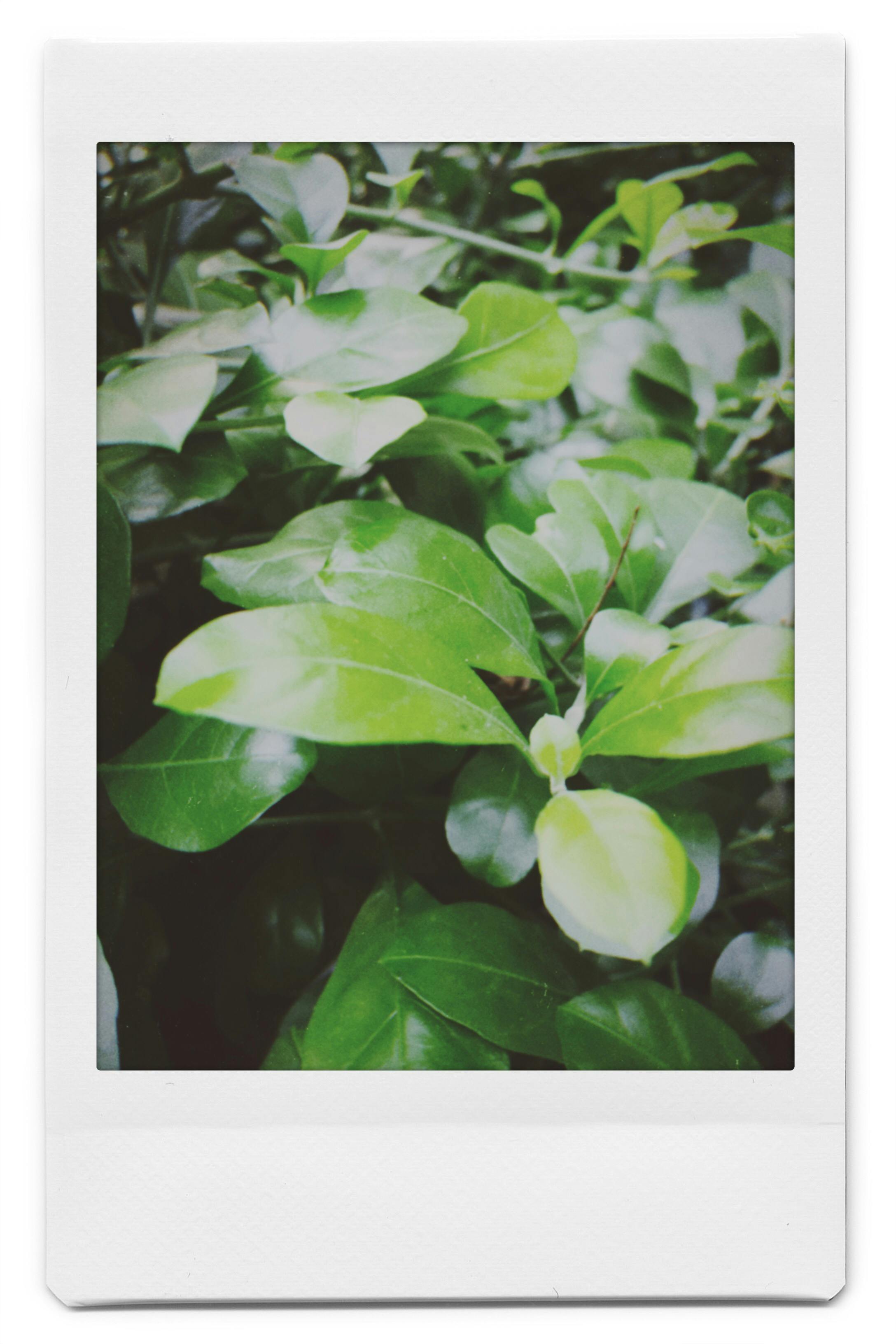 Photo Of Polaroid Picture