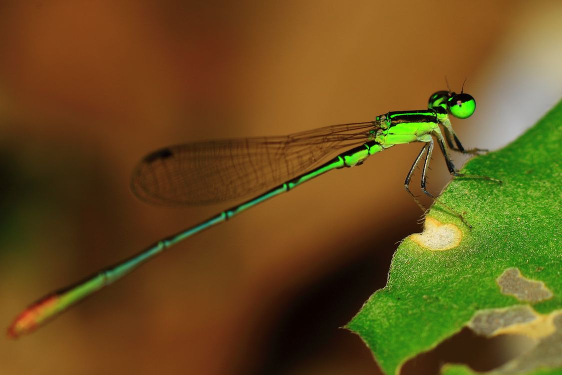 Close-up of a Green Damselfly on Leaf · Free Stock Photo