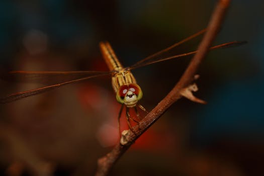 Close-up image of a dragonfly perched on a branch with a blurred background.