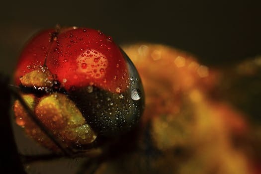 Close-up macro photograph of a dragonfly's abdomen covered in water droplets, vibrant and detailed.