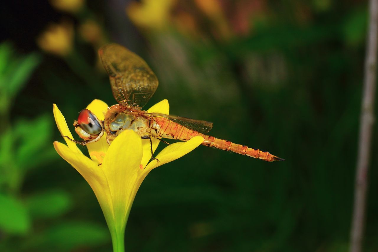 close up of a colorful dragonfly perched on a yellow flower showcasing