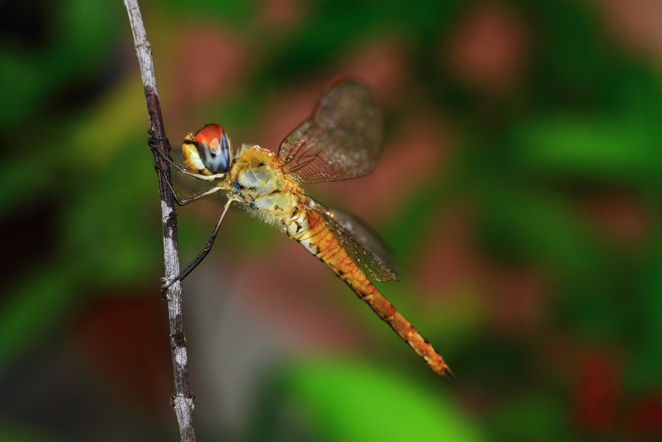 Vivid macro shot of a dragonfly perched on a branch with a blurred green background.