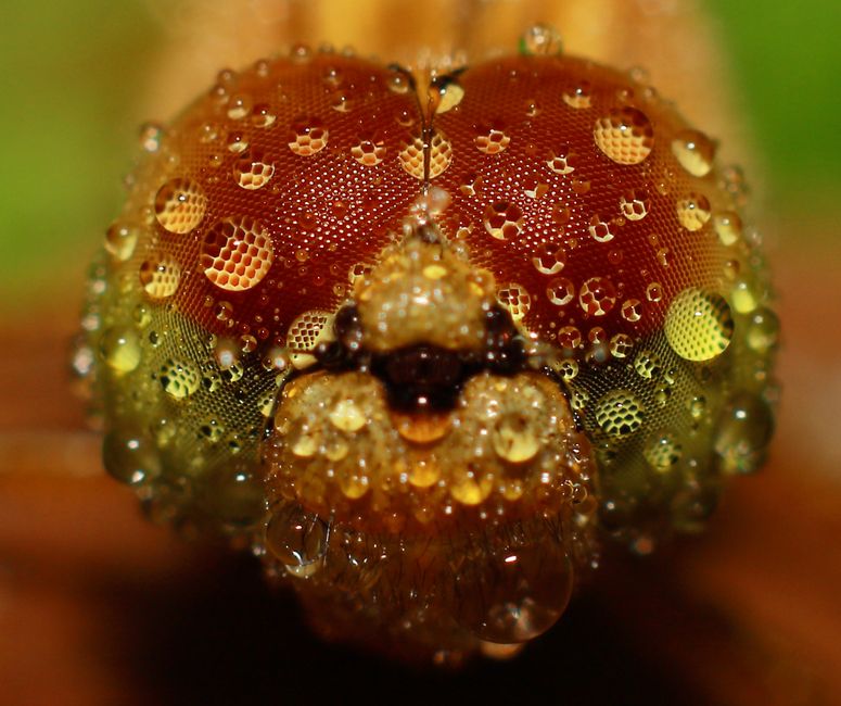 Detailed macro shot of a dragonfly's head covered in dewdrops, showcasing intricate detail.