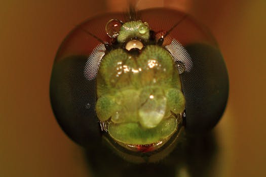 Close-up view of dragonfly compound eyes in vivid detail, showcasing intricate patterns.