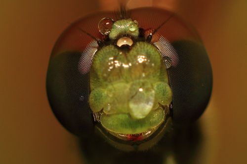 Macro Close-up of Dew-covered Dragonfly Head · Free Stock Photo