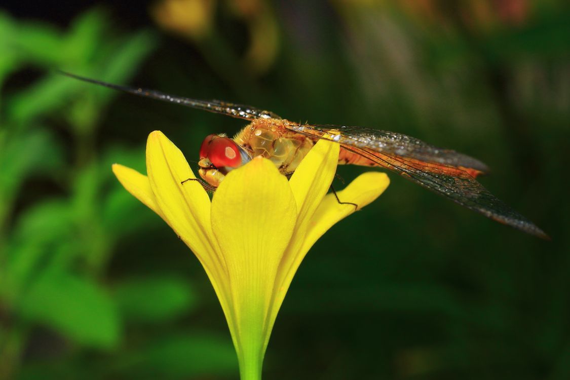 Close-Up of Dragonfly on Yellow Flower · Free Stock Photo