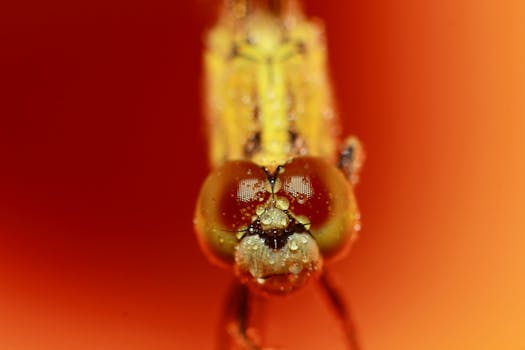 Intense close-up macro shot capturing the intricate details of a dragonfly with dewdrops.