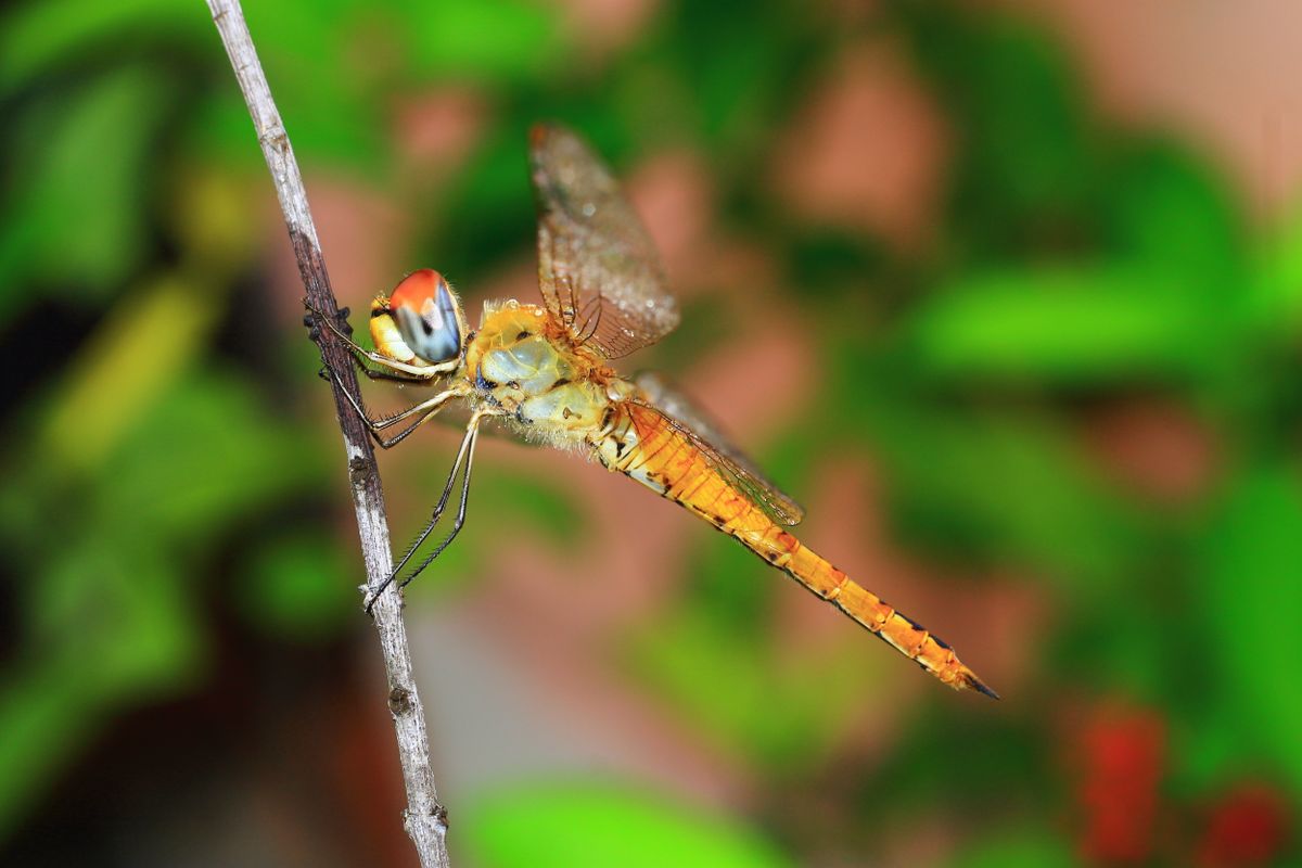 Close-Up of Dragonfly Resting on Branch · Free Stock Photo