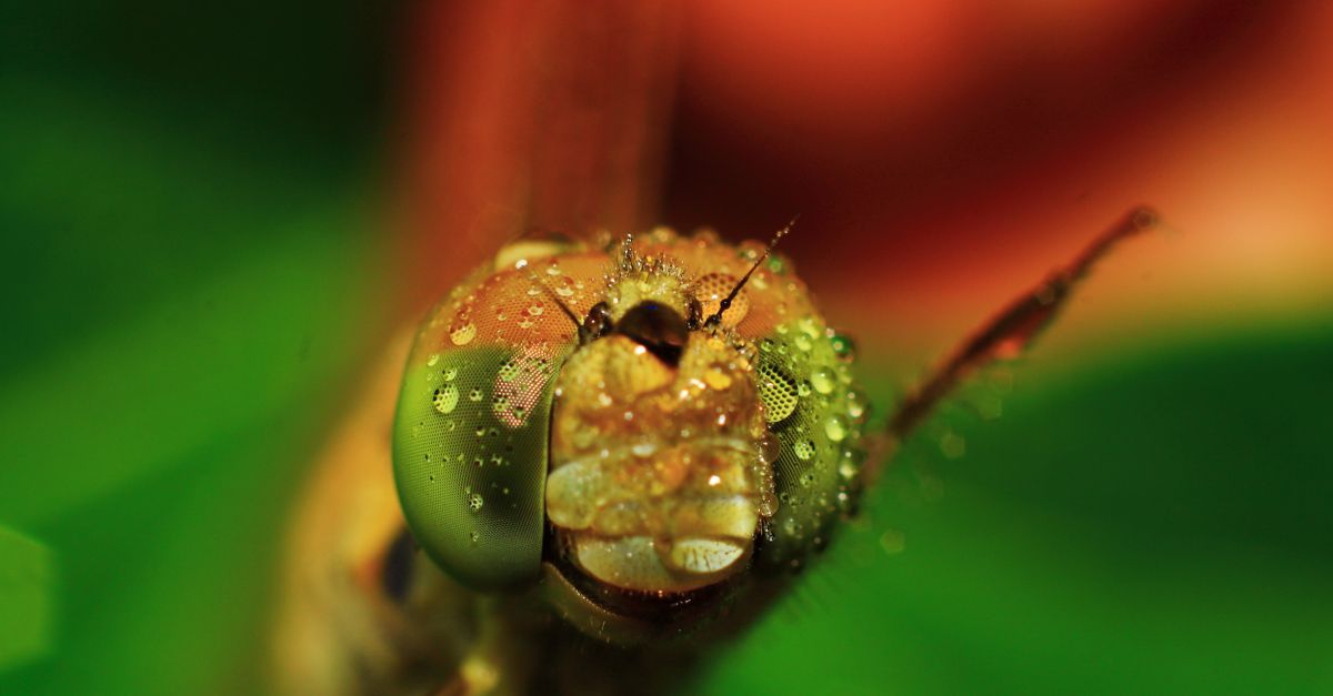 Libellule : Cycle de Vie et Rôle Écologique