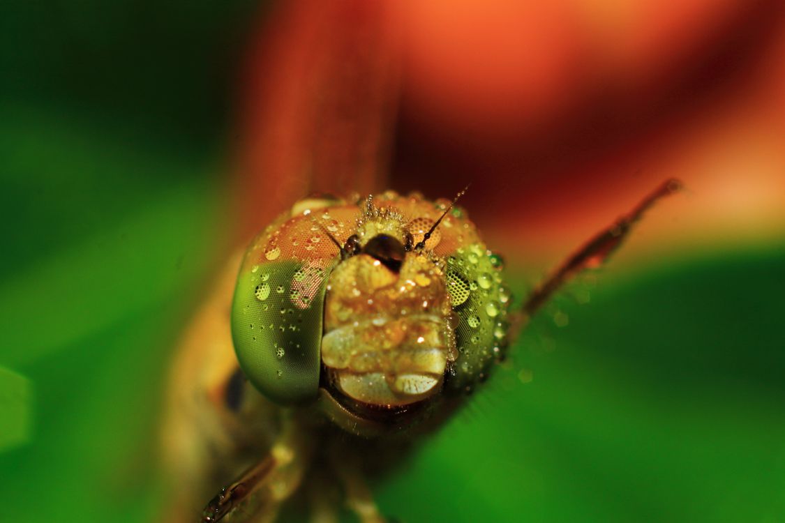 Macro Shot of Dragonfly with Dew Drops · Free Stock Photo