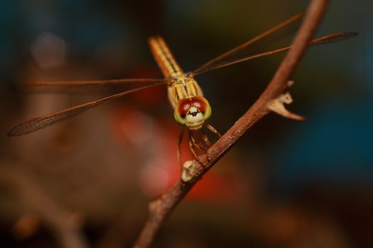 Detailed macro shot of a dragonfly perched on a branch, showcasing its colorful wings and eyes.
