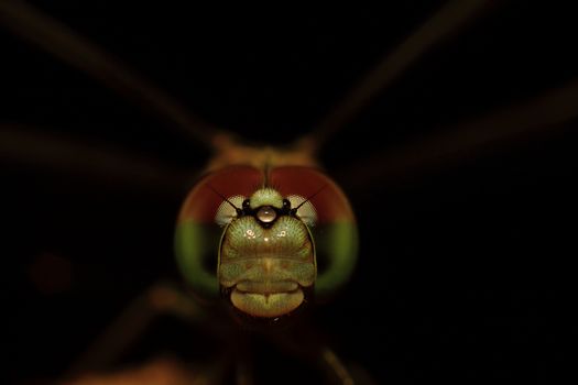 Stunning macro shot of a dragonfly's face highlighting its compound eyes and iridescent wings.