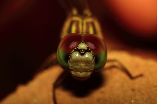 A detailed macro photograph showcasing the vivid colors and intricate patterns of a dragonfly's eyes. 31064528