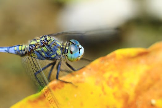 Stunning close-up of a blue dragonfly on a leaf, showcasing macro photography.