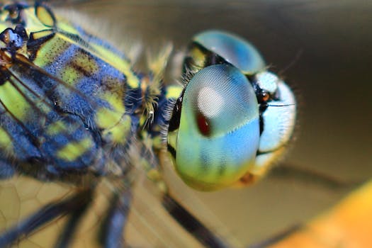 Detailed macro shot highlighting the intricate patterns of a dragonfly's eye and body.
