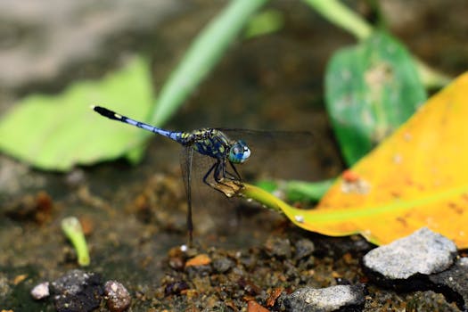 Close-up of a vibrant blue dragonfly perched on a leaf in its natural environment.