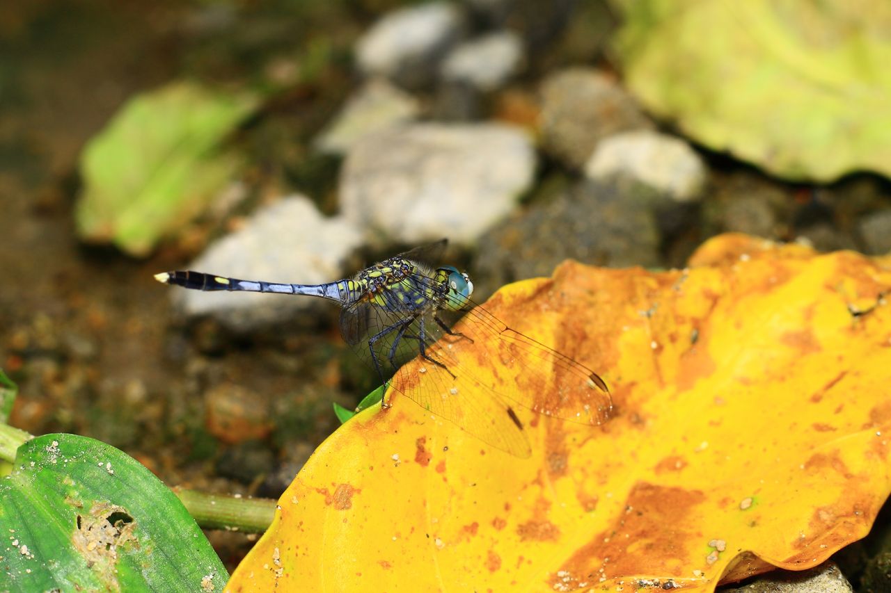 close up of a dragonfly perched on a colorful leaf showcasing intricat