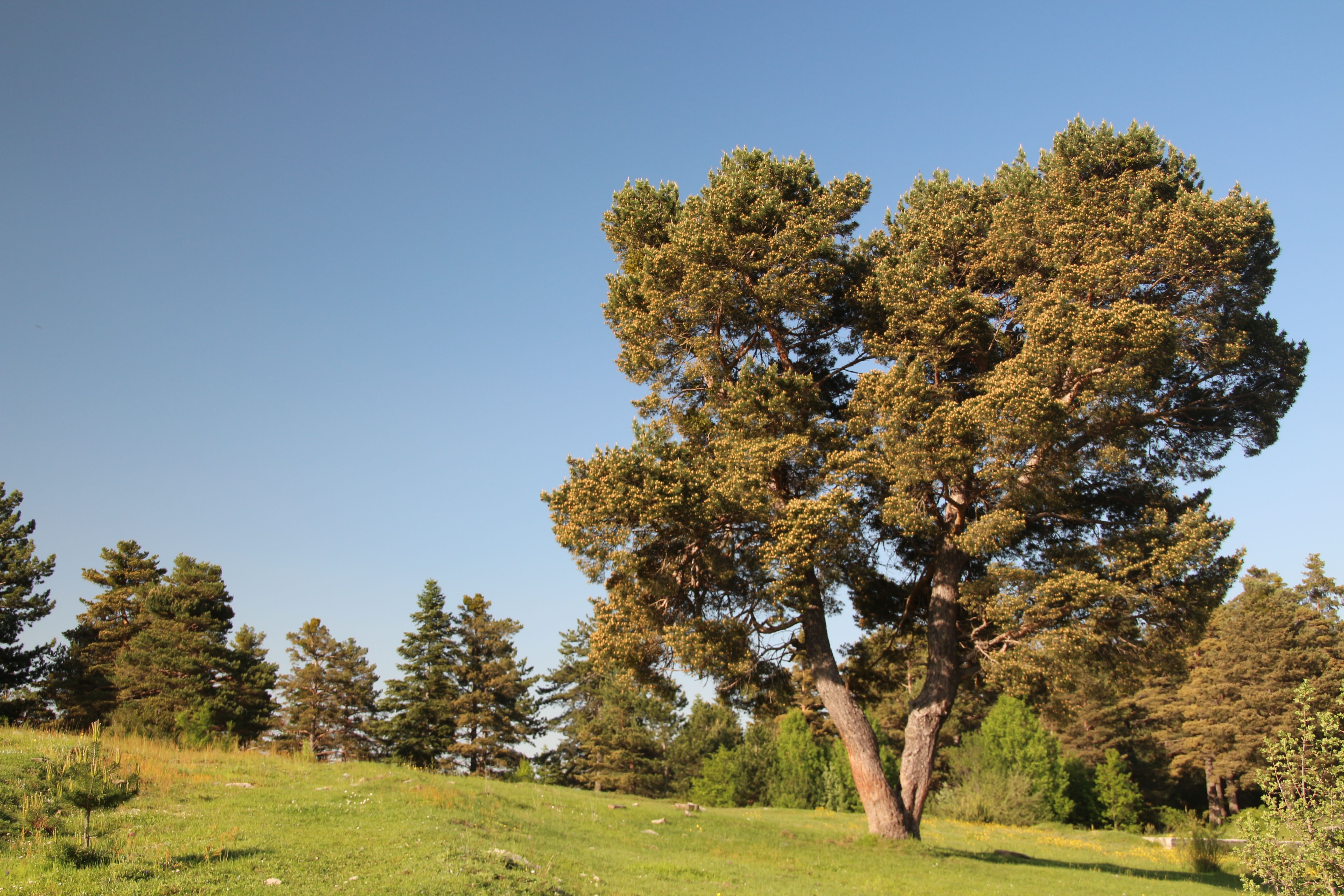 Majestic Pine Tree in Sunlit Meadow Landscape · Free Stock Photo