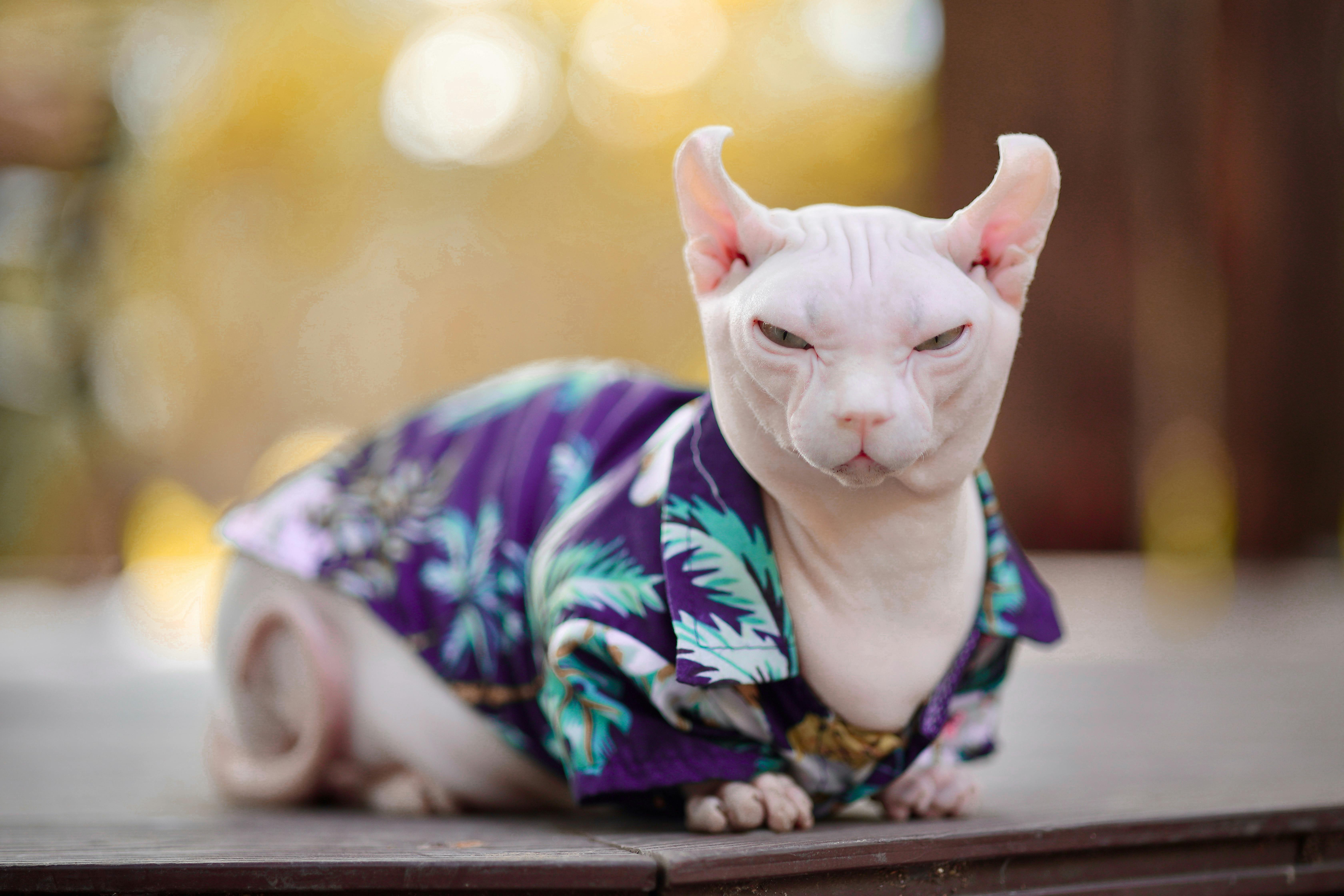 Not so Perfect Pet Insurance ignored me — and my vet — Photo by Võ Nguyễn ( Terri ) on Pexels