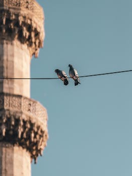 Two pigeons perched on a wire near a decorative minaret under a clear sky.