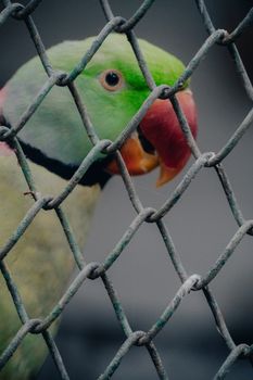 parrot photo