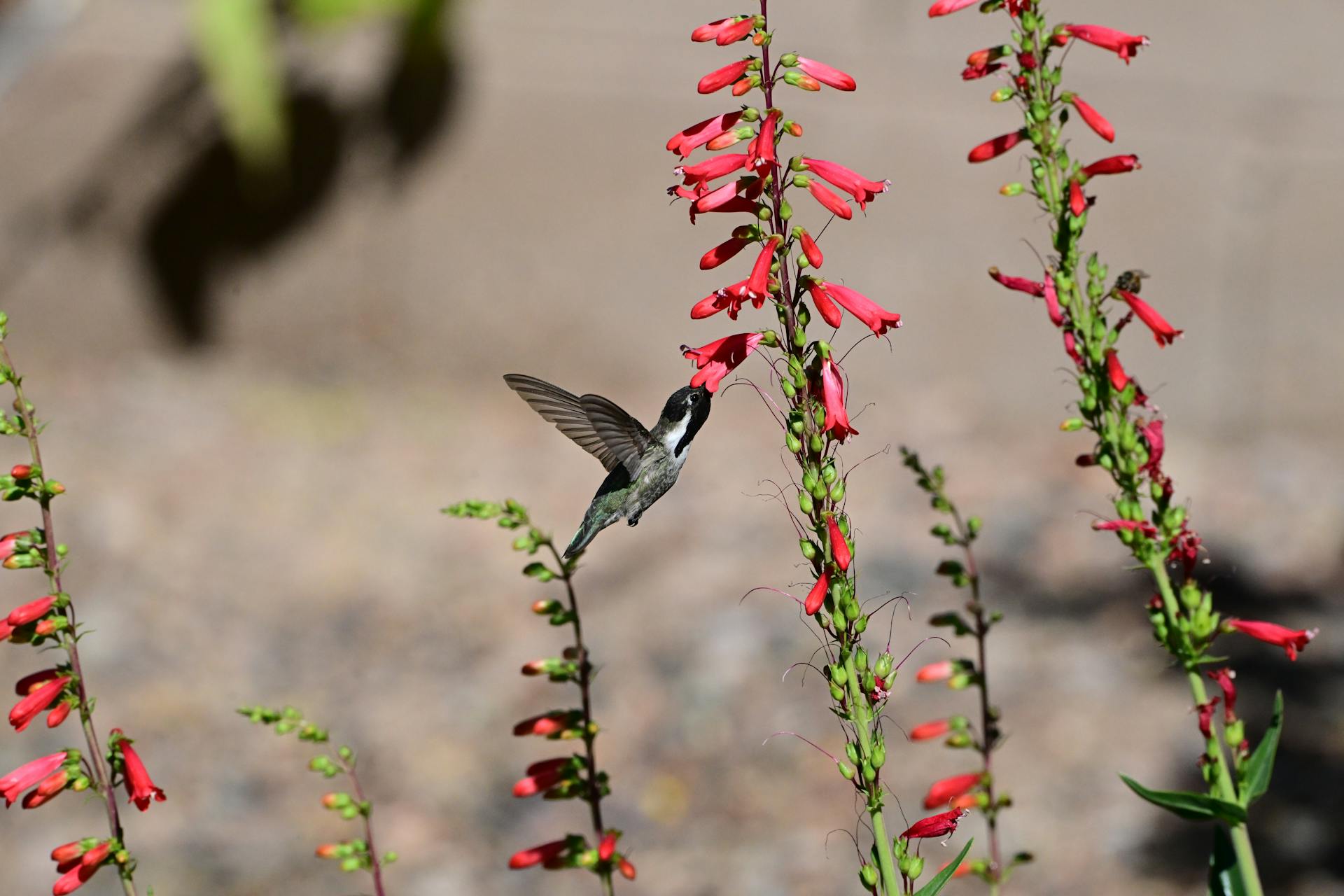 A hummingbird hovering near vibrant red tubular flowers in sunny Marana, Arizona.