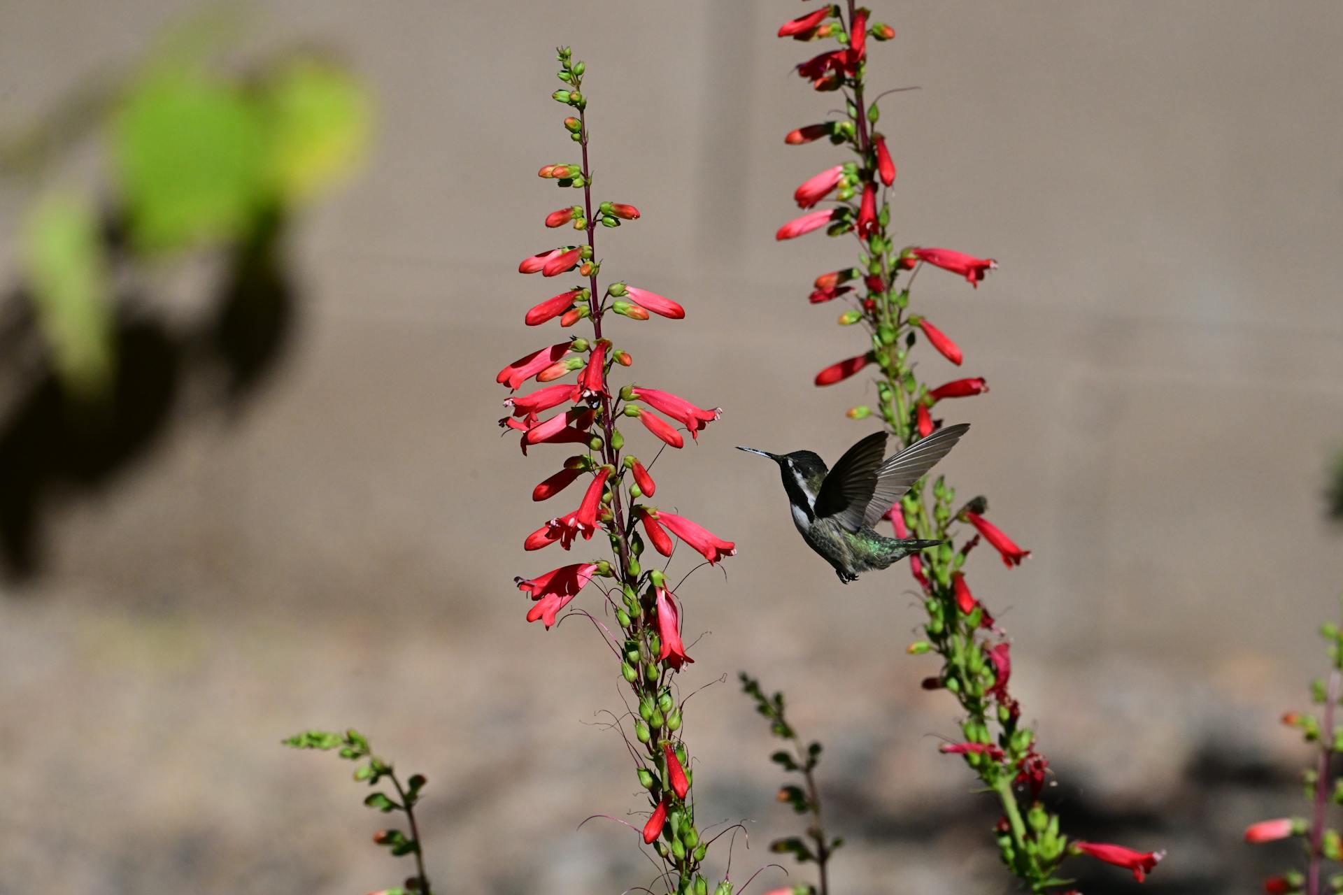 A hummingbird hovers near vibrant red penstemon flowers in Marana, Arizona.