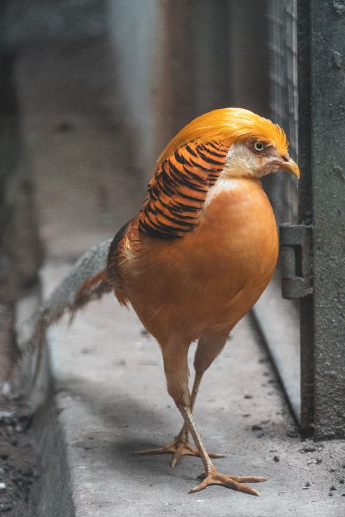 Free A vibrant golden pheasant with striking feathers perching indoors. Stock Photo