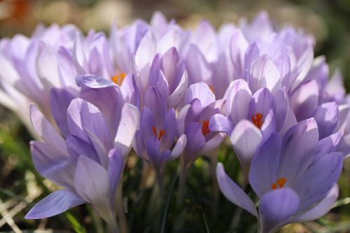 Free Beautiful close-up of purple crocuses in full bloom during springtime outdoors. Stock Photo