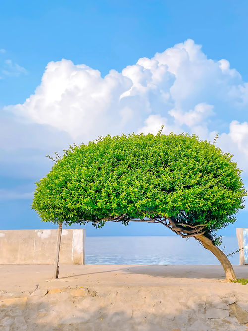 Free Captured in Bình Thuận, a solitary tree stands by the sea under a vibrant sky. Stock Photo