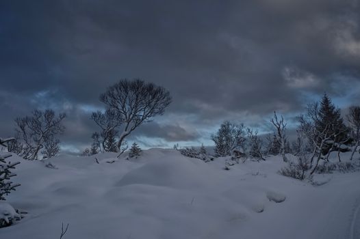 Peaceful winter scene with snow-covered trees under a cloudy sky.