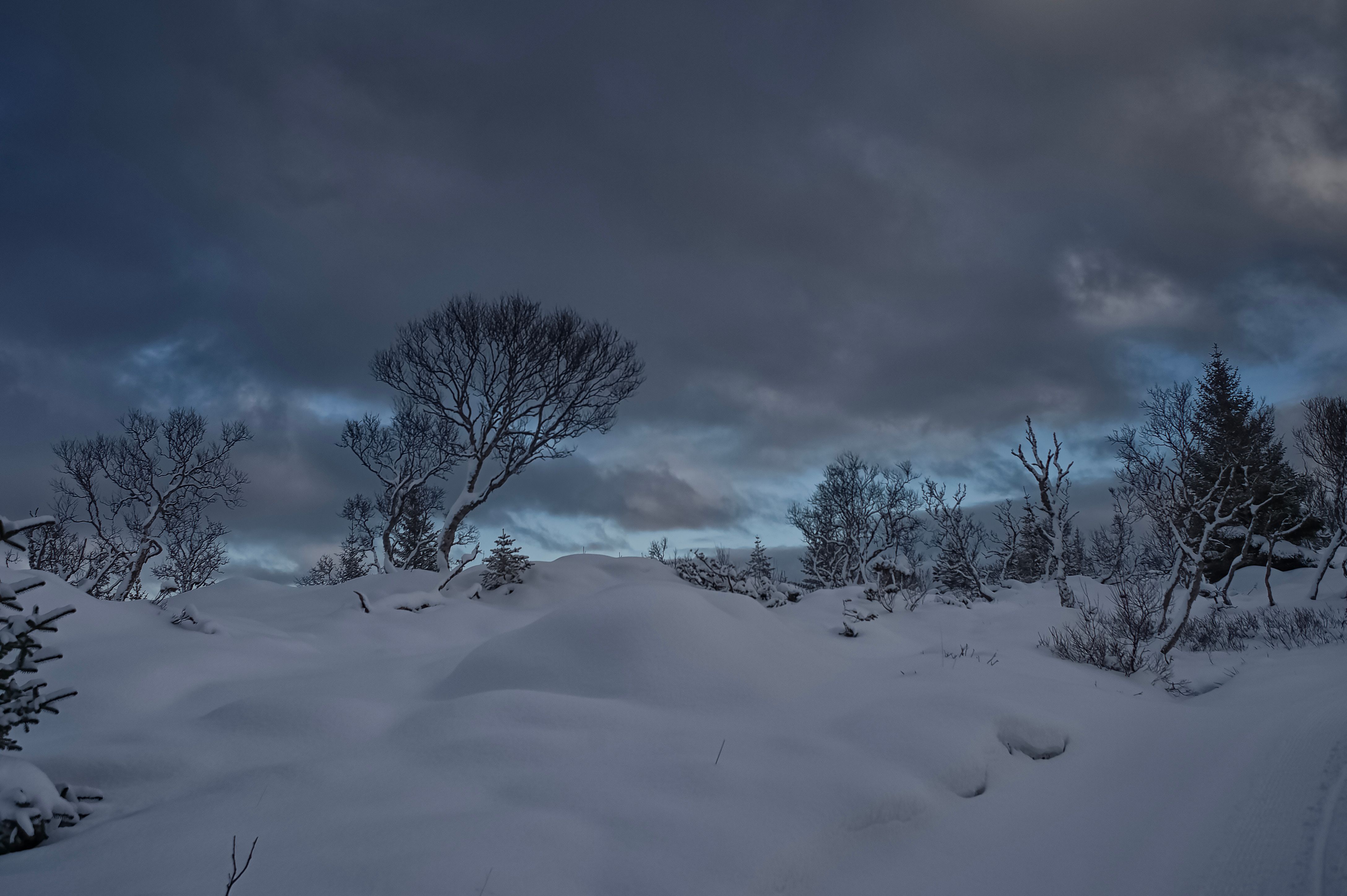 Serene Winter Landscape with Snowy Trees · Free Stock Photo