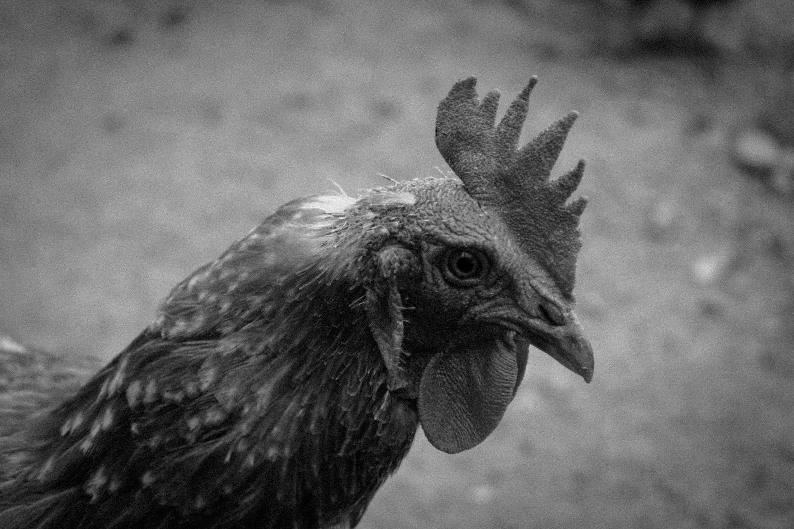 FREE HUGE COCK PORN VIDEOS visual data 7