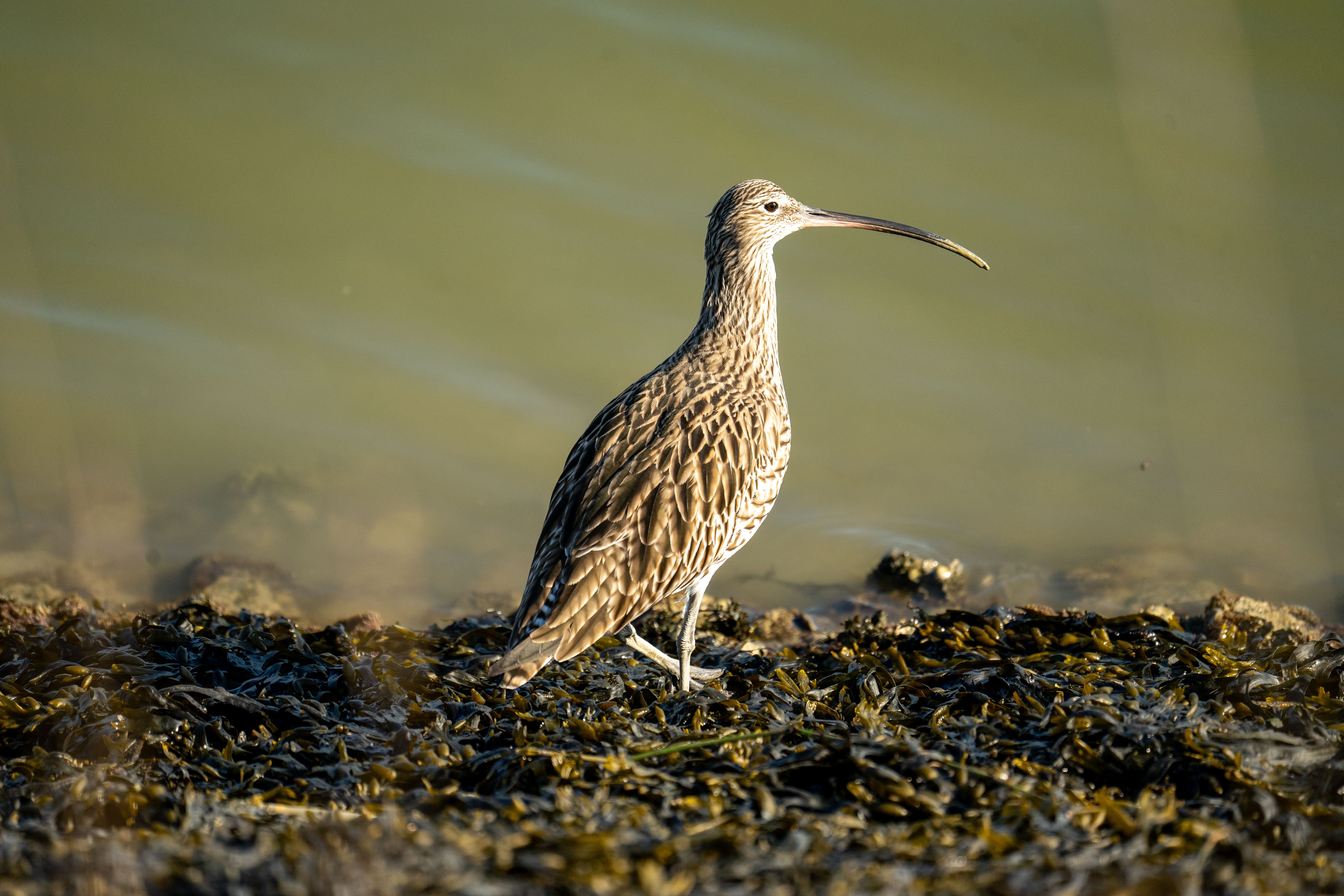 Curlew chicks released to boost species numbers