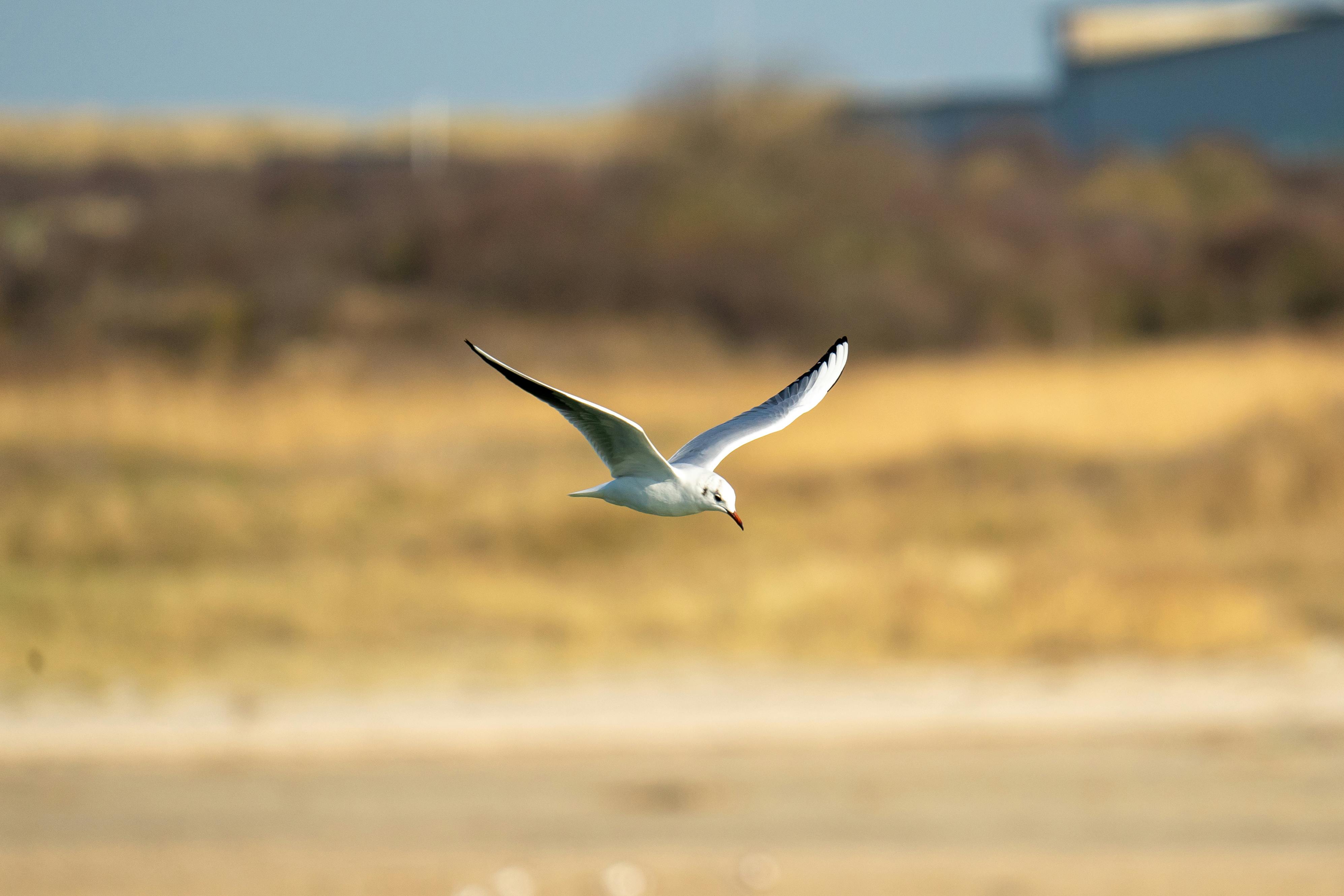 A seagull gracefully soars over a sandy beach with a blurred background, showcasing wildlife in motion.