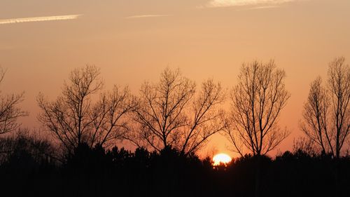 Free Beautiful sunset with silhouetted trees in the foreground and a tranquil orange sky. Stock Photo