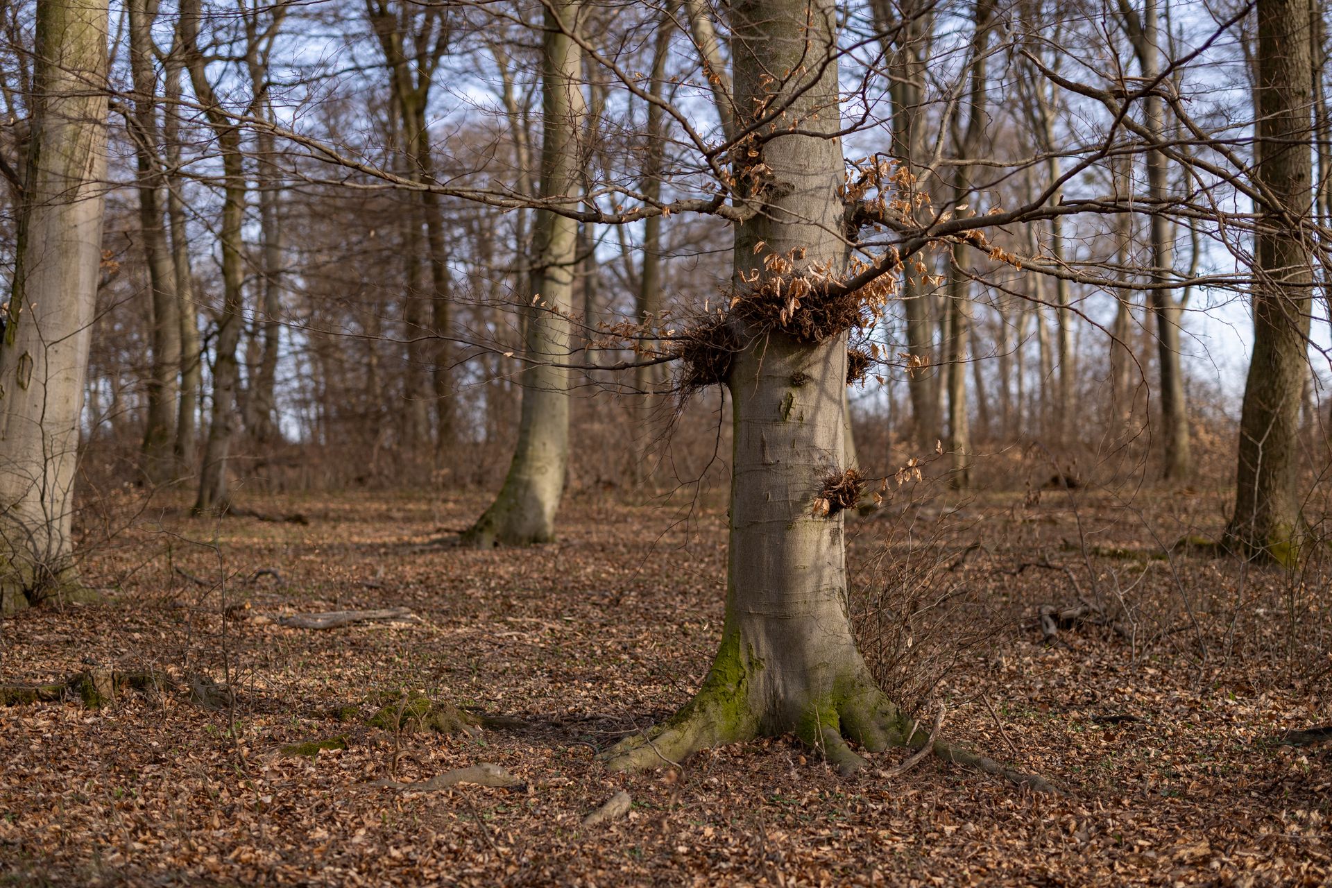 A tranquil forest scene with tall bare trees in late autumn light.