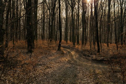 A tranquil forest scene with a dirt path winding through bare trees and autumn leaves.