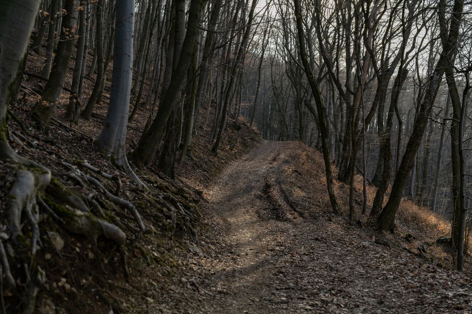 A serene forest path surrounded by tall trees and dappled autumn light.