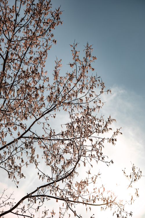 Free A delicate tree silhouette in Yalova, Türkiye, with a bright spring sky backdrop. Stock Photo