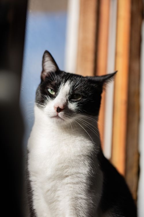 Free A black and white cat sitting by a window with sunlight streaming in. Stock Photo