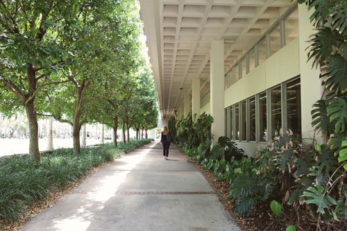 Free University of Miami campus walkway in Coral Gables, Florida with lush greenery. Stock Photo