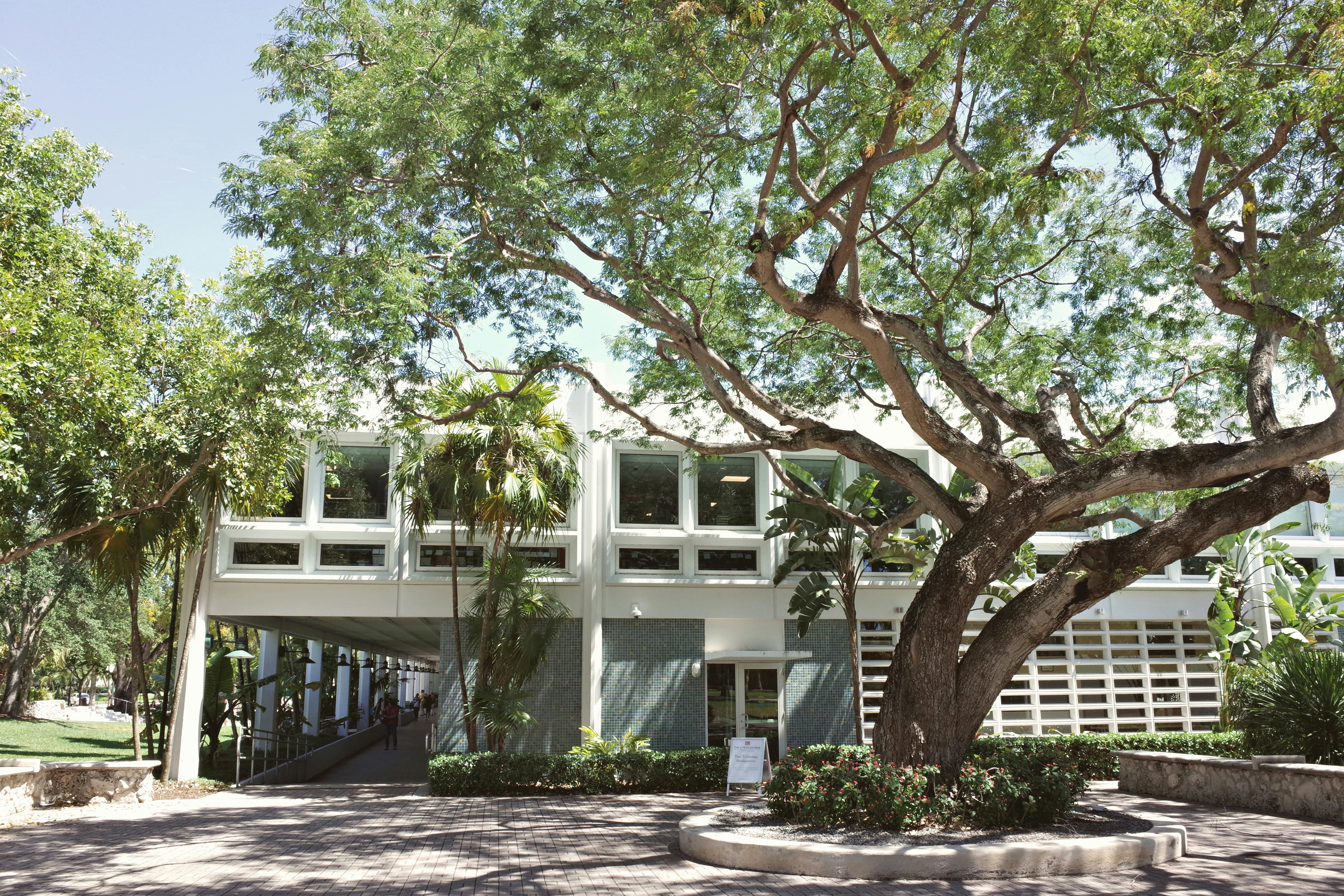 Petang di Bawah Pohon Beringin Kampus