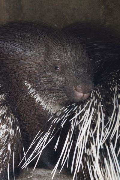 Porcupine
