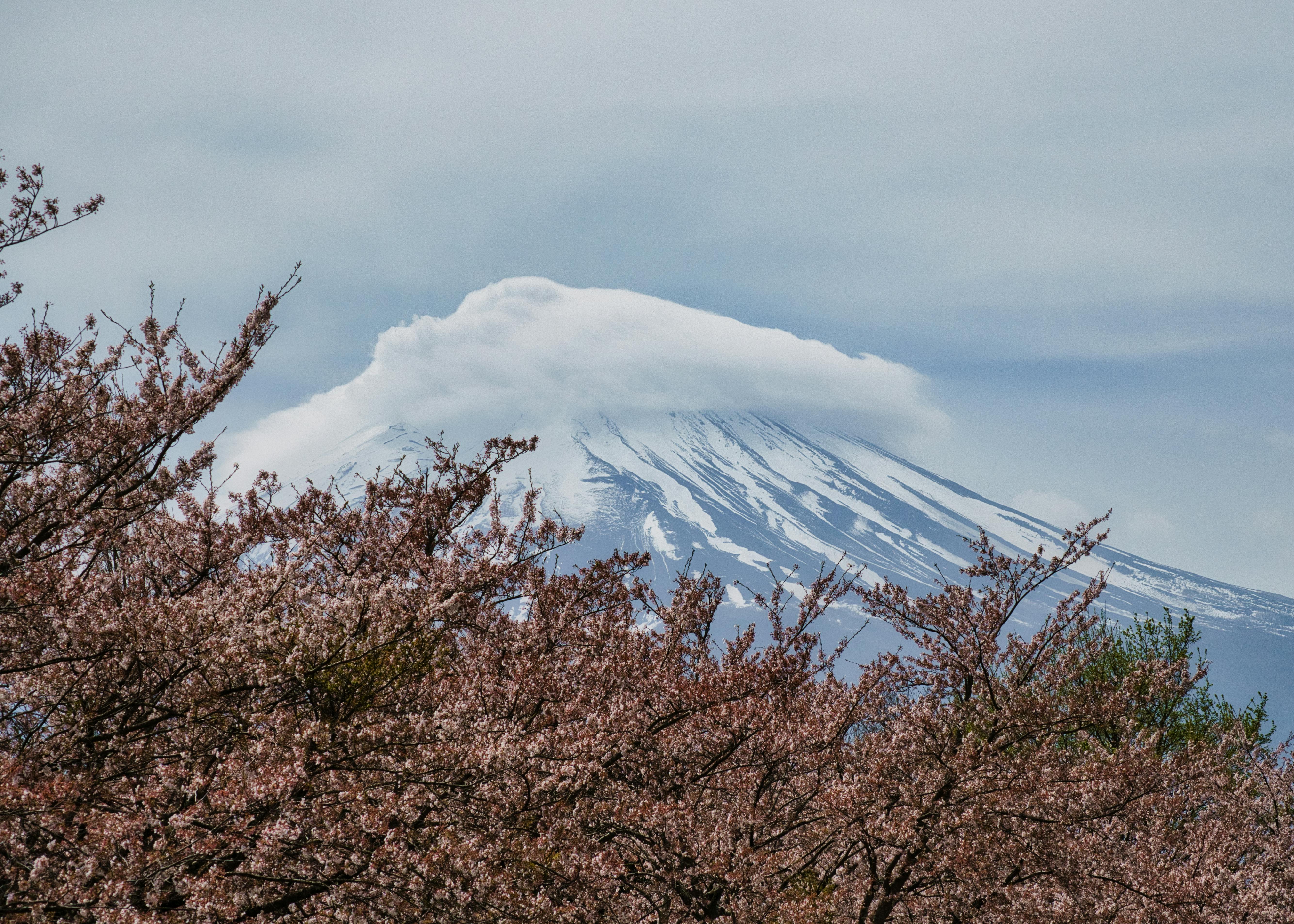Mount Fuji with cherry blossoms in Shizuoka, Japan