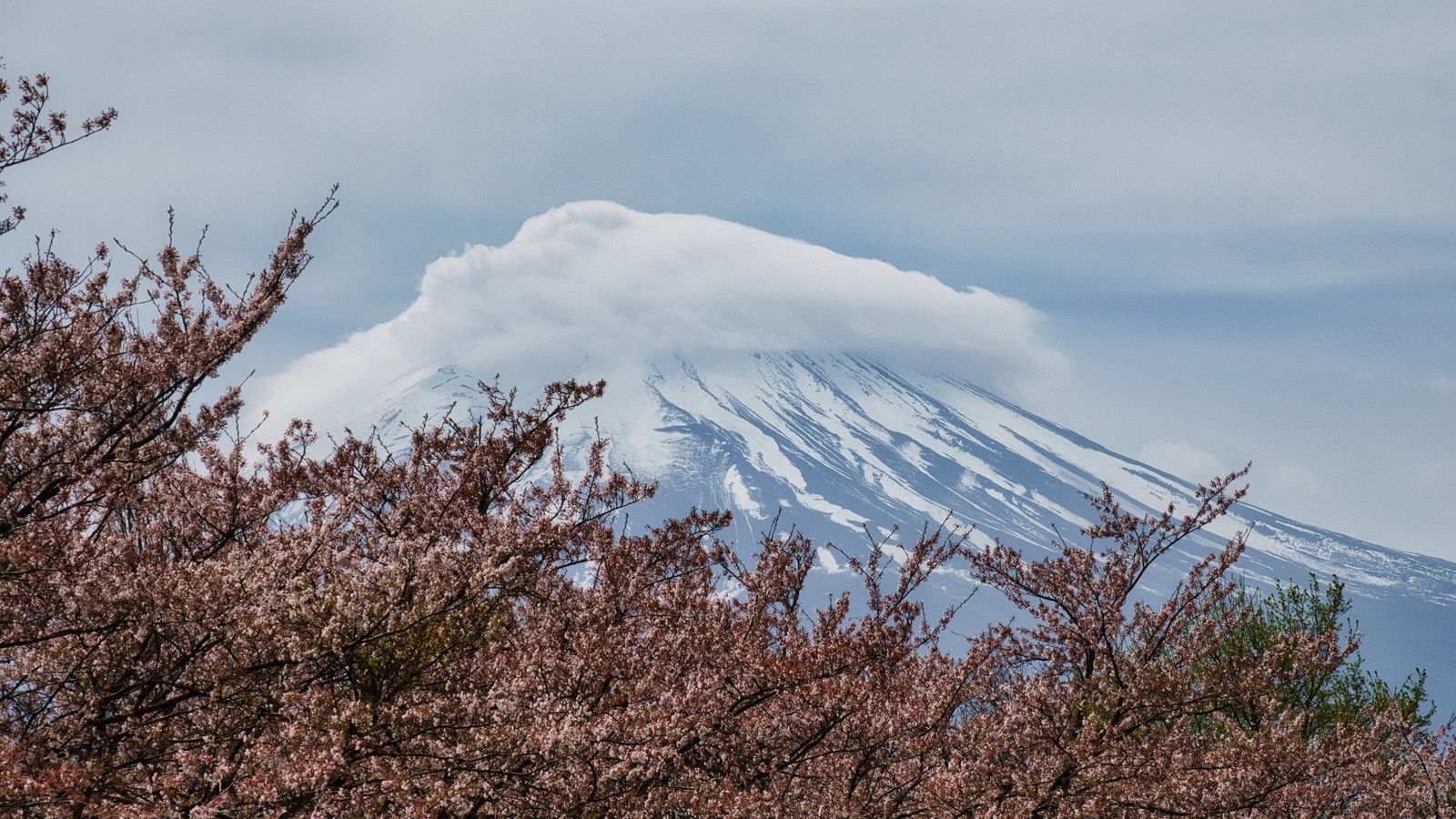 Gunung Fuji dan sakura di Shizuoka Jepang