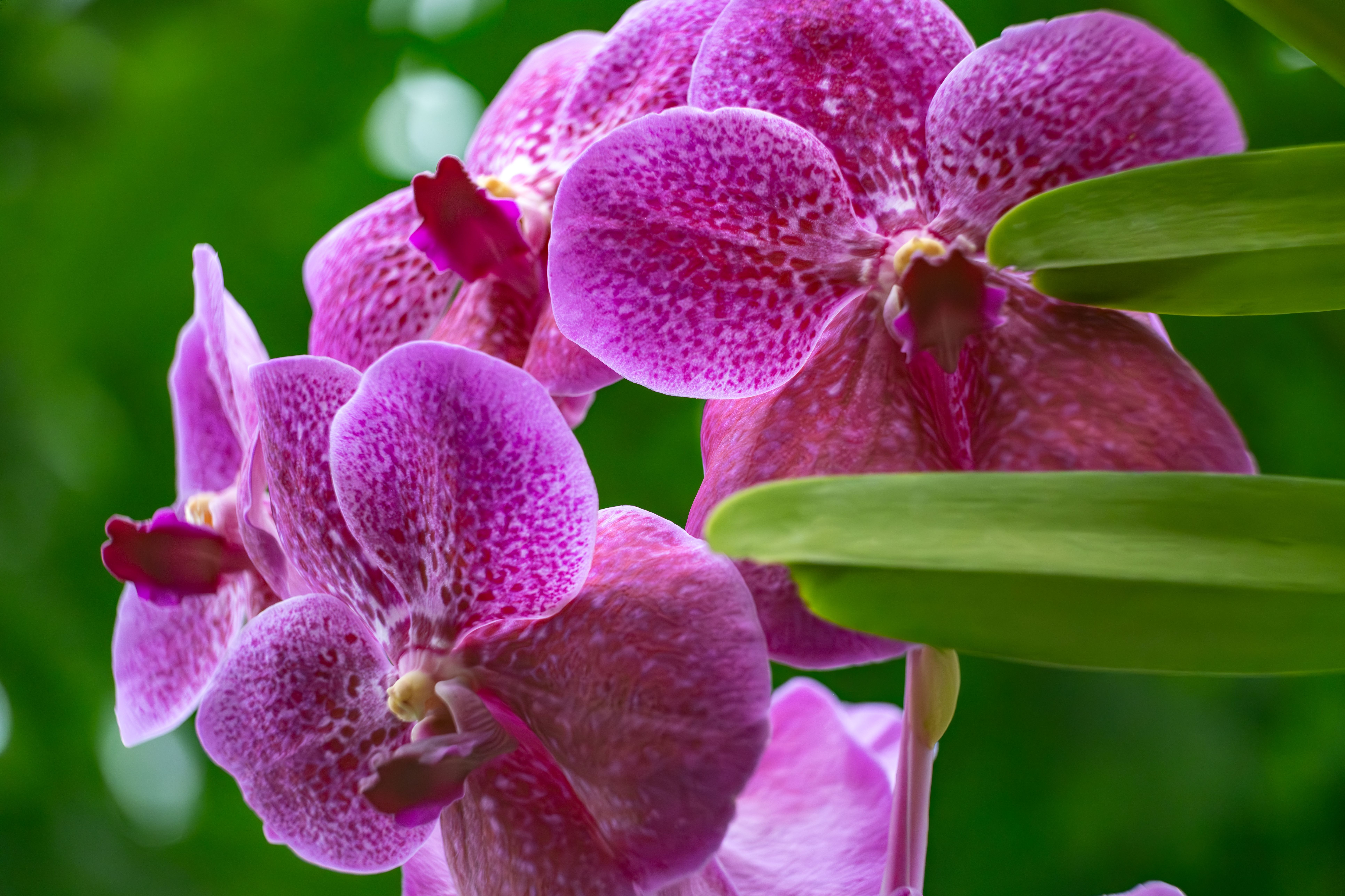 Detailed image of vivid purple orchids with a lush green background.