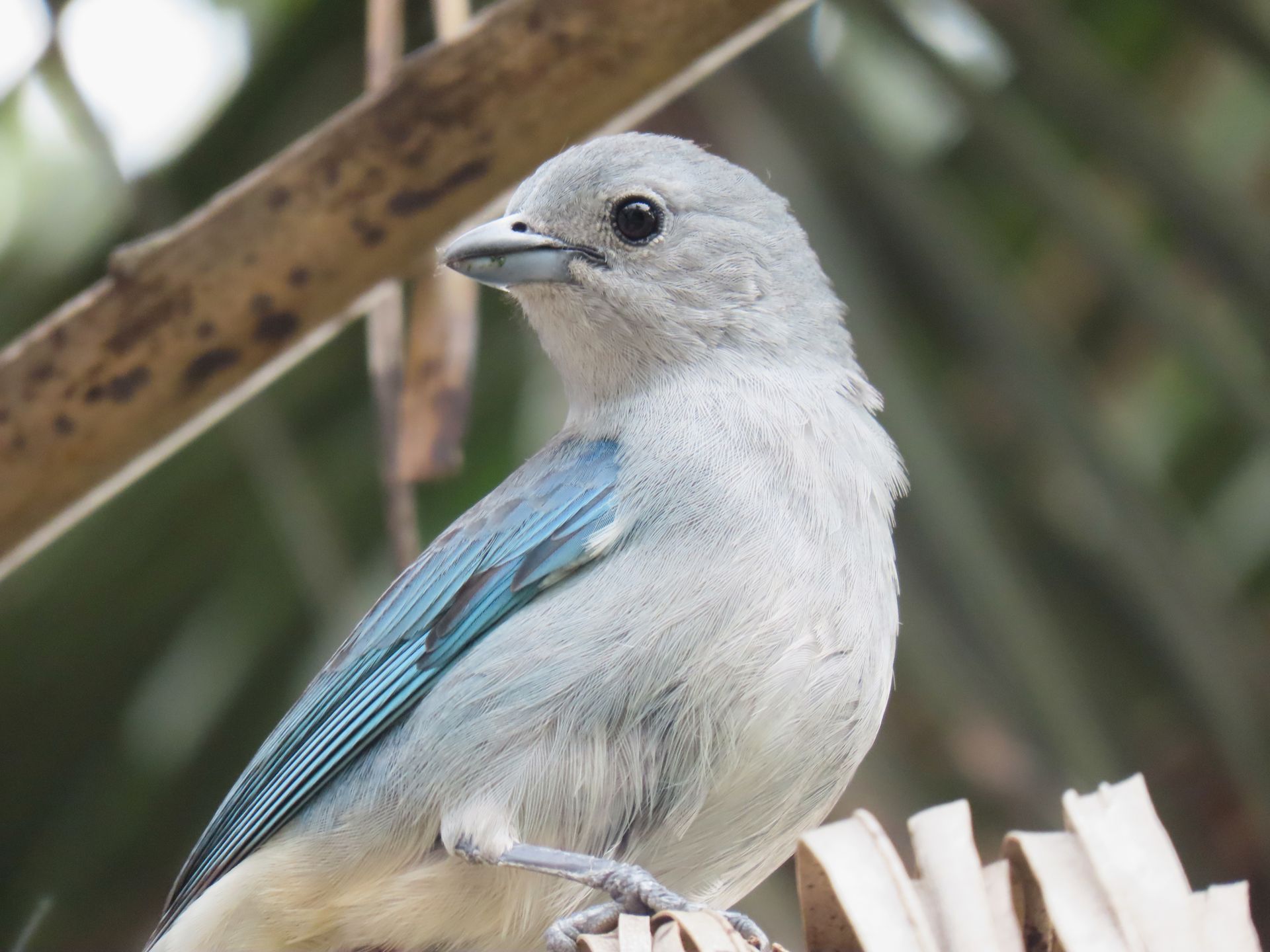 Close-up of a Blue-Gray Tanager in Rio Grande do Sul, Brasil.